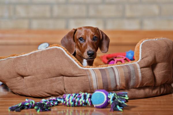 dog Christmas gifts