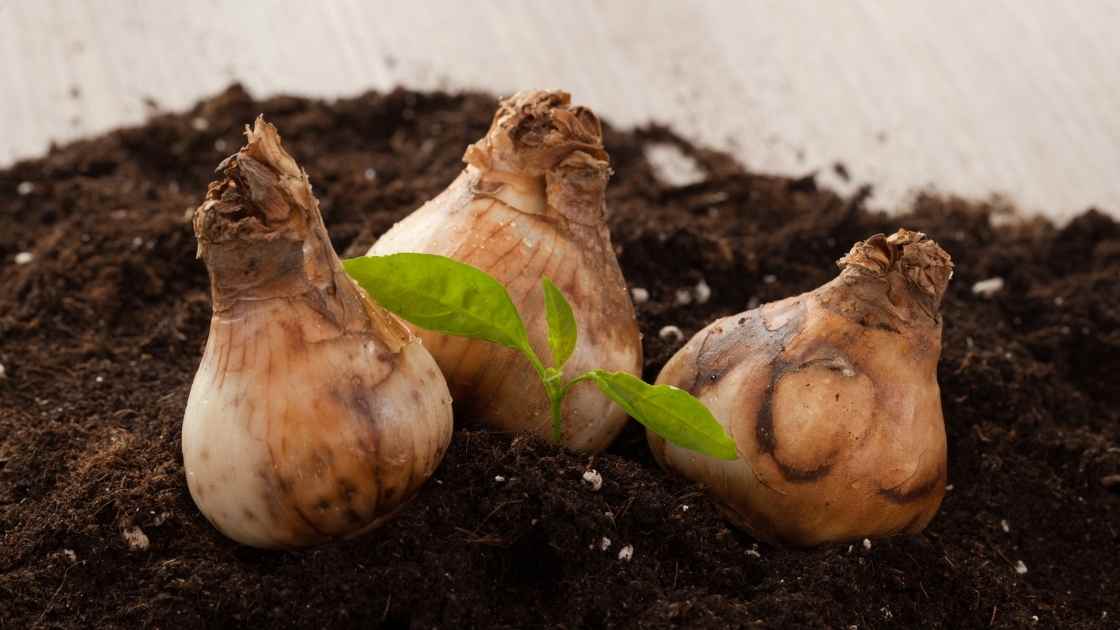 how-long-do-bulbs-take-to-grow