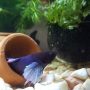 How to tell when a molly fish is dying