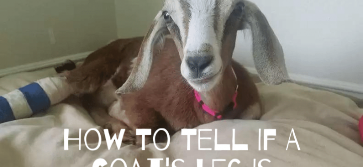 How To Tell If A Goat's Leg Is Broken
