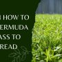 How To Get Bermuda Grass To Spread