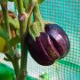 How Big Do Black Beauty Eggplants Get