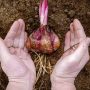How Deep Do You Plant Lily Bulbs