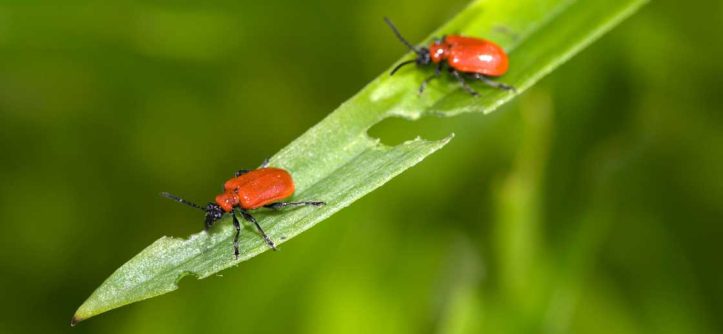 How to Get Rid of Lily Leaf Beetles