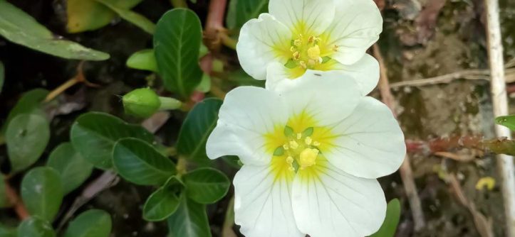 How to Get Rid of Water Primrose
