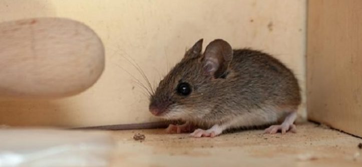 Hiring a Mouse Exterminator is Essential