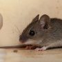 Hiring a Mouse Exterminator is Essential