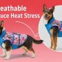 Golden retriever wearing lightweight moisture-wicking dog vest with mesh ventilation panels during summer outdoor activity
