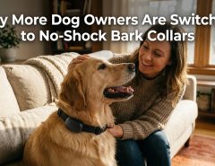 A happy Golden Retriever wearing a modern collar sits next to its smiling owner in a sunny room.
