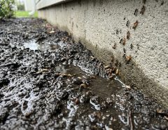 Wet springs and summer heat drive pests toward your house. See how yard moisture shifts bug behavior and what you can do to prevent infestations.