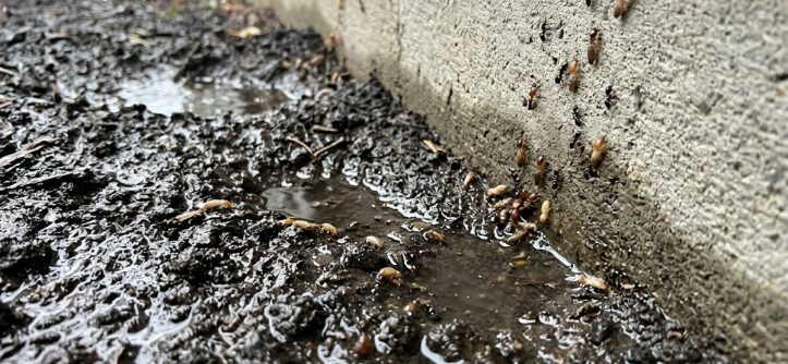 Wet springs and summer heat drive pests toward your house. See how yard moisture shifts bug behavior and what you can do to prevent infestations.