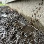 Wet springs and summer heat drive pests toward your house. See how yard moisture shifts bug behavior and what you can do to prevent infestations.