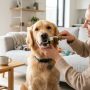 Owner brushing a golden retriever's teeth with a dog-safe toothbrush.